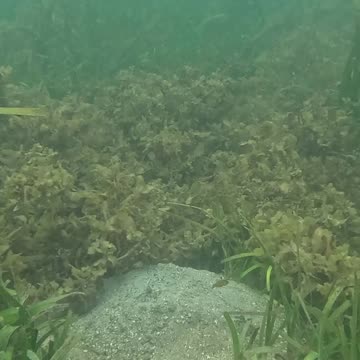 Morning Snorkeling. #mangrove