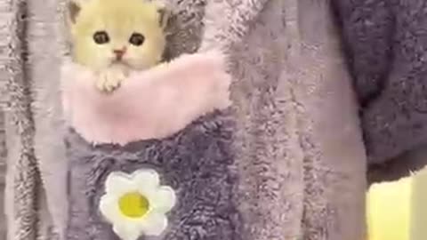 Cuts cats home funny cats