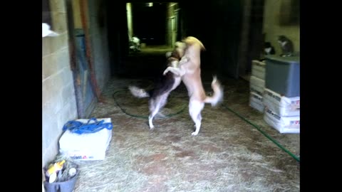 Horses dogs and cats