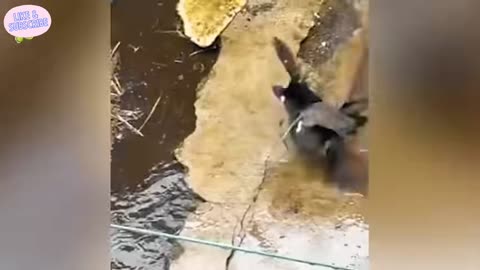 When Animals Face Off Against the Wrong Foe | #4