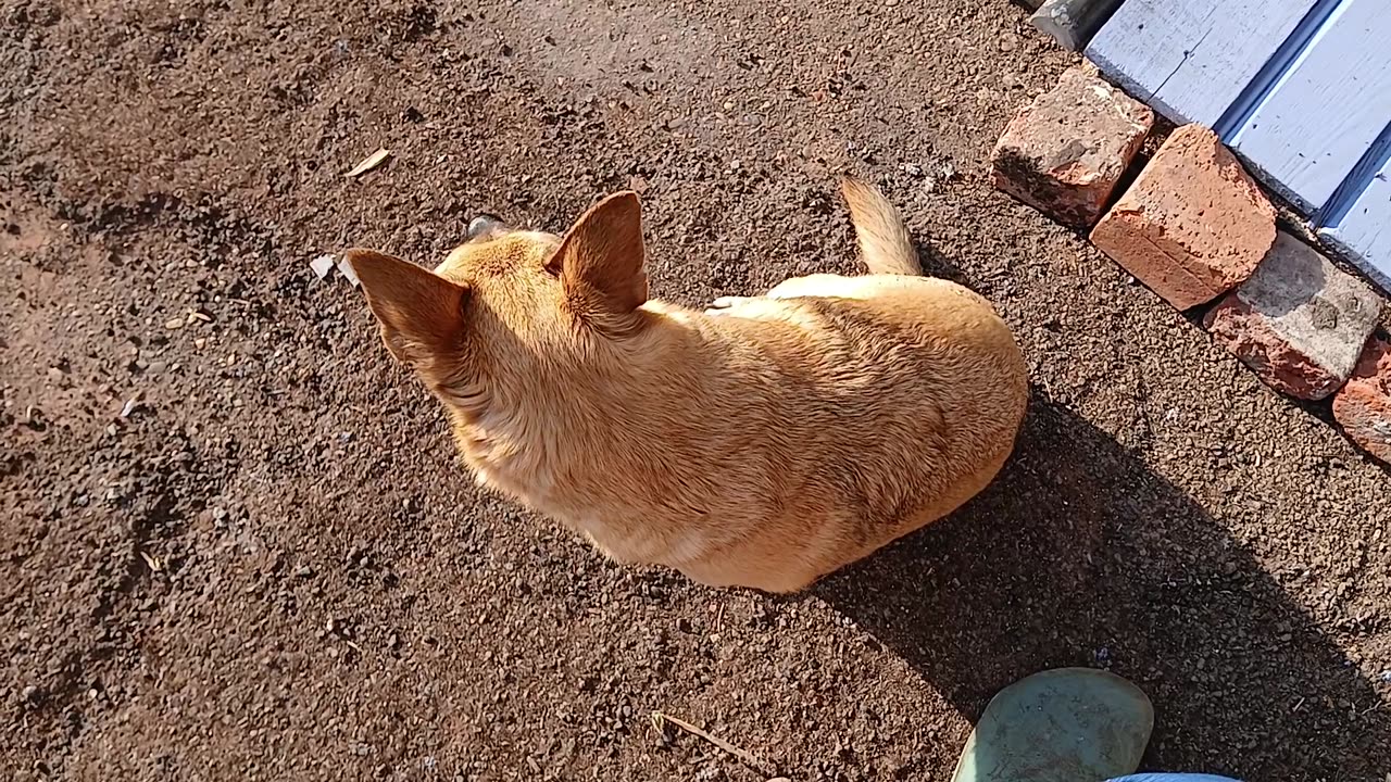 Chihuahuas singing in mekikana