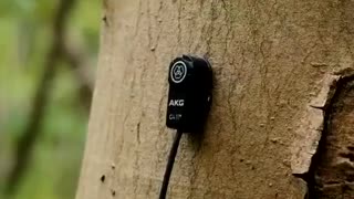 This guy puts a high quality microphone to stuff in nature and it’s pretty interesting