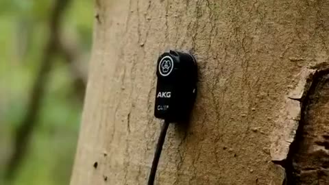 This guy puts a high quality microphone to stuff in nature and it’s pretty interesting
