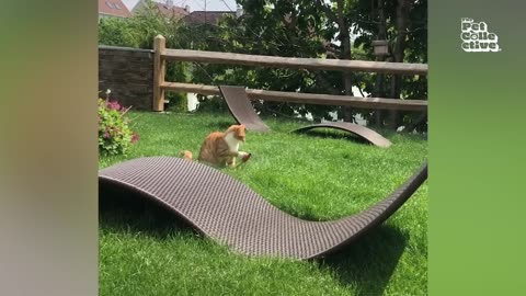TRY NOT TO LAUGH - Best Pets of 2025