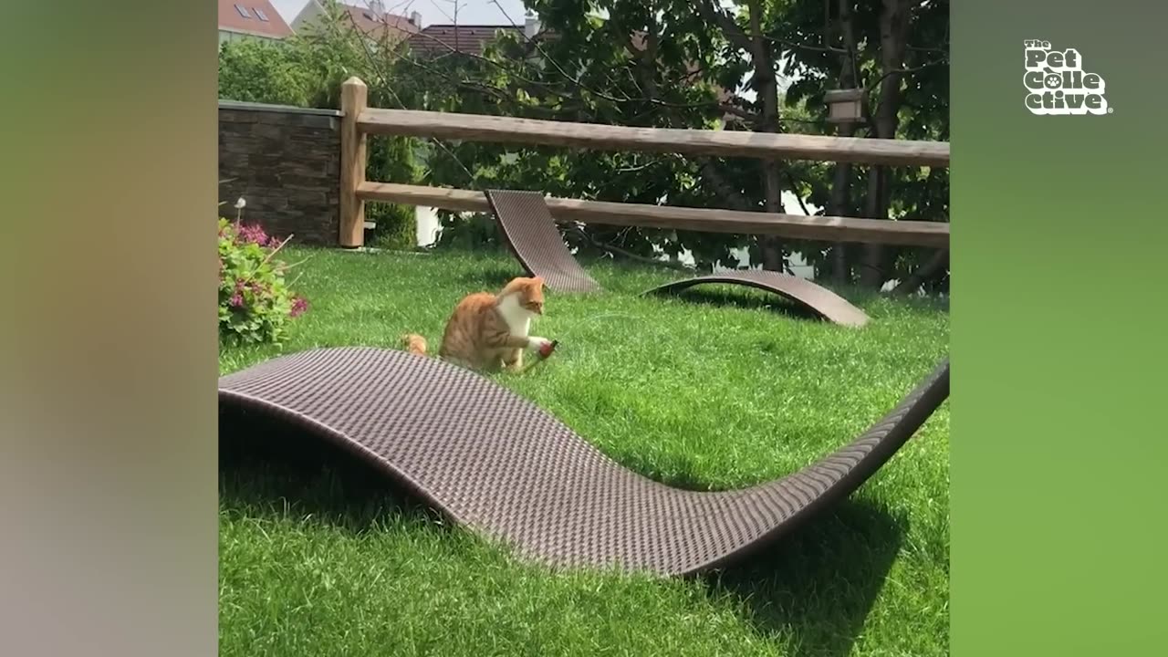 TRY NOT TO LAUGH - Best Pets of 2025