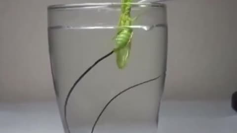 Lowering a Praying Mantis in water to entice the parasite living within to come outside.
