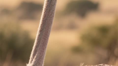 this bird cannot fly, yet it can outrun most predators on land?#bird #largest bird, #flightless bird