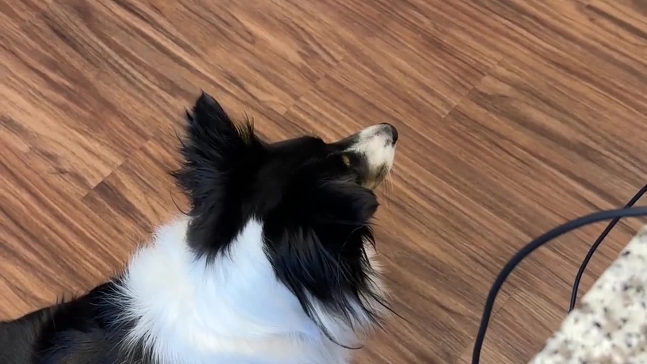 Lyla eats out of the can!