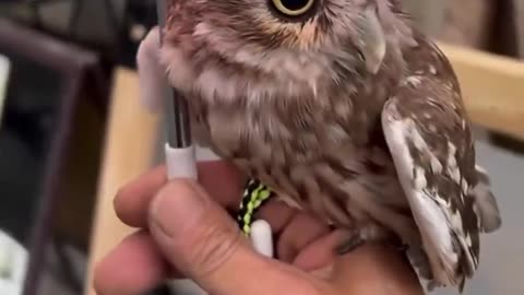 walking with bestie 🦉💞
