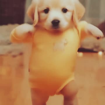 Cute Dog pappy #funnyanimals #animals #minivlog #short #video