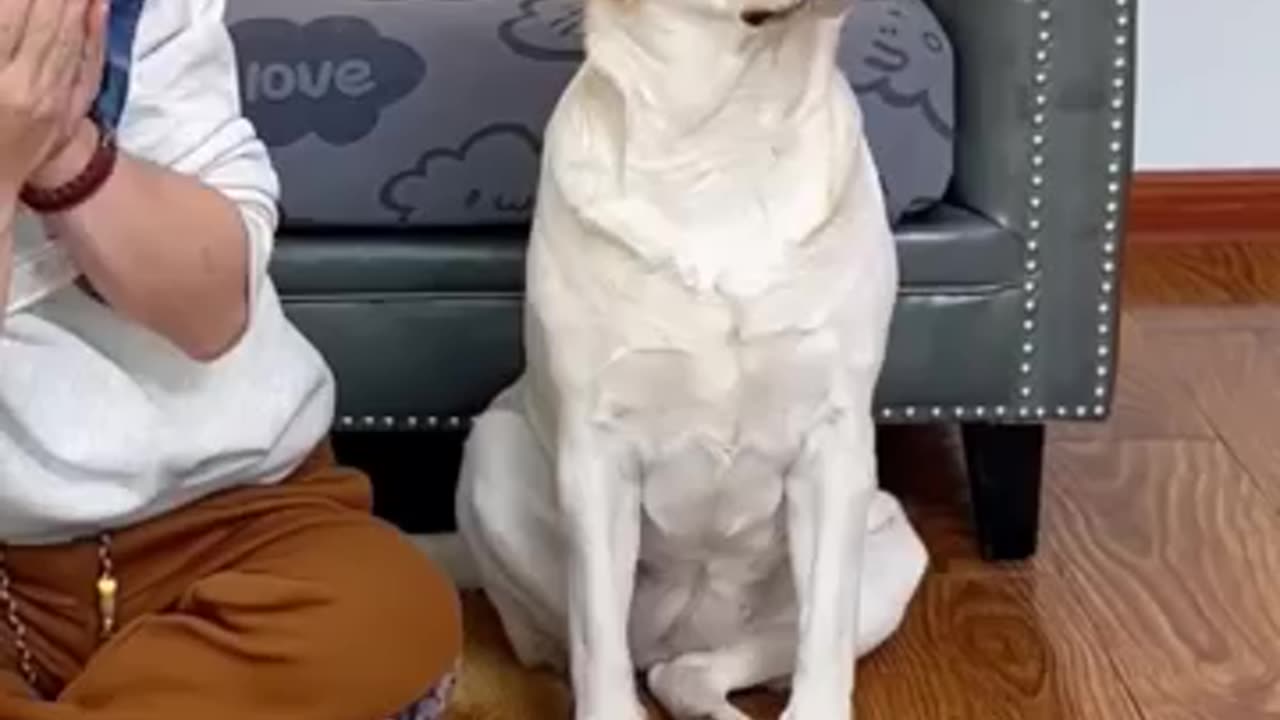 Poor dog... sin.😠😜😂😂
