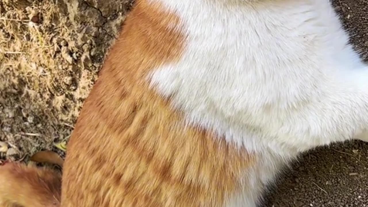 A Cat's Guide To Napping
