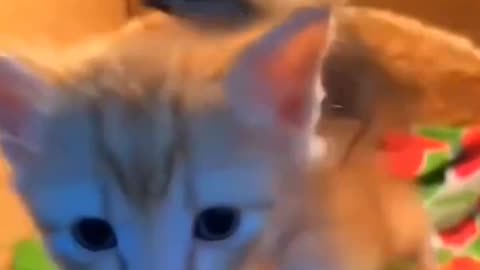 I will never tire of watching them 🥹