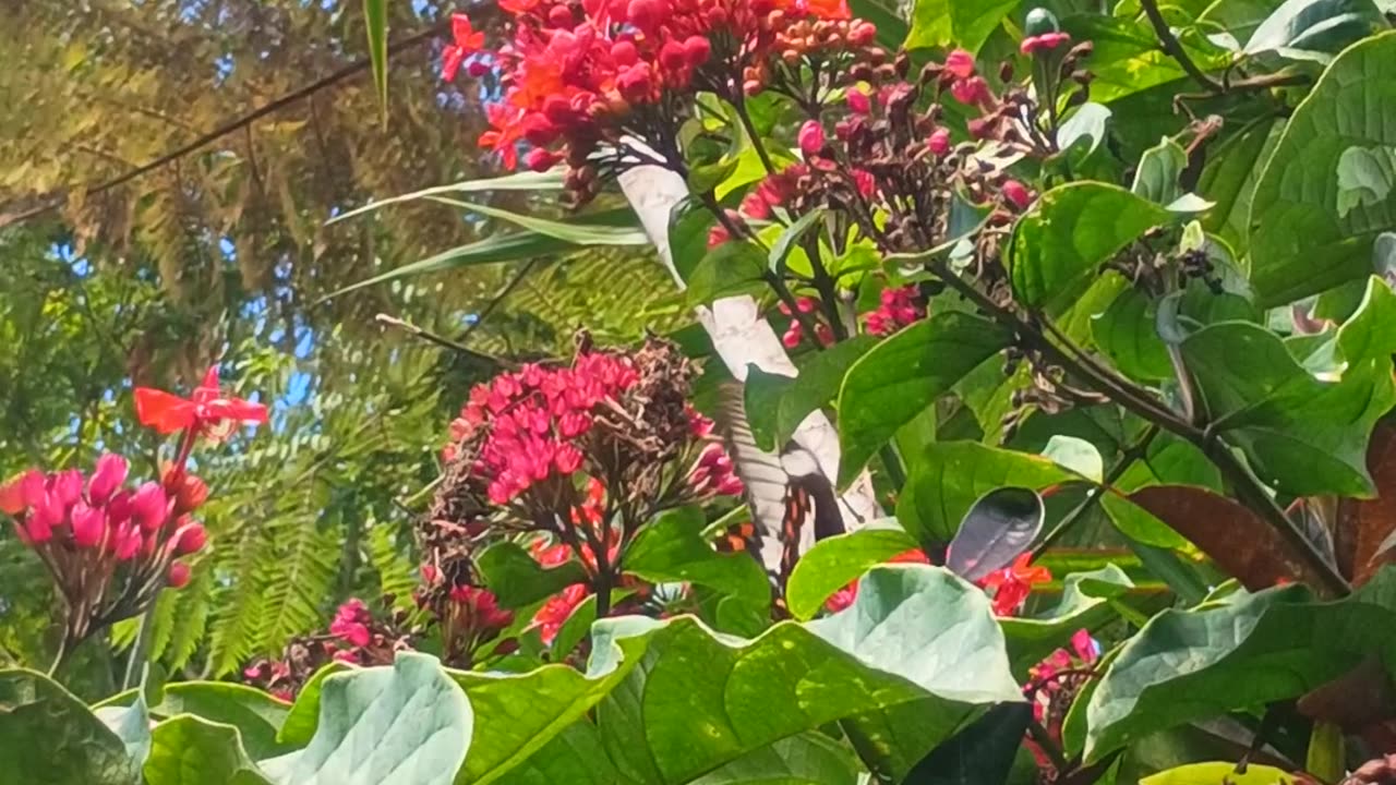 12.8.2025 One More (Butterfly)