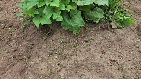 This is how much i can till in one commercial break.