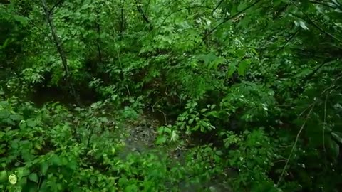 Relaxing Rain Sounds for Deep Sleep
