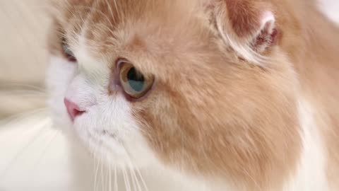 Fluffy Royalty: The Pensive Cat King 👑🐱 #cutecat #catlovers #animalshorts