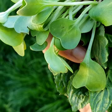 Spring garden, growing microgreen #vegetablegarden
