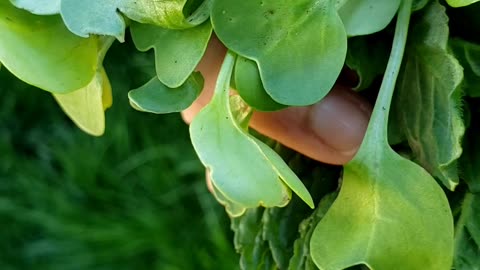 Spring garden, growing microgreen #vegetablegarden