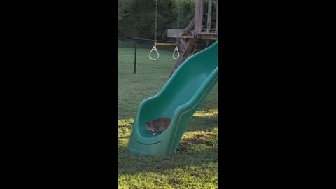 Funniest dogs n cats
