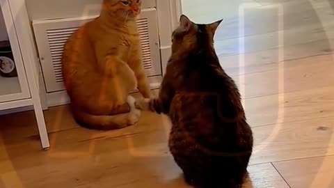 Funny video