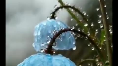 Discover the Rare Himalayan Blue Poppy: Queen of Himalayan Flowers (Meconopsis)