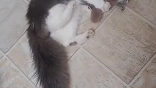 😂🐈 This Cat's Reaction is HILARIOUS! | FunFM