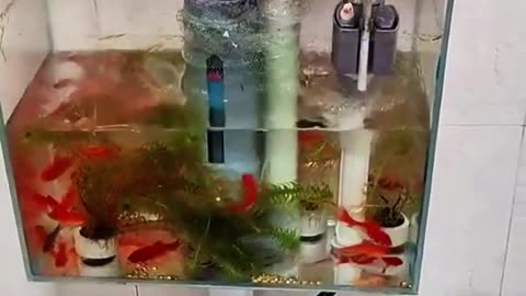 Toilet Aquarium?! 🐠🚽 #viral #shorts #crazy