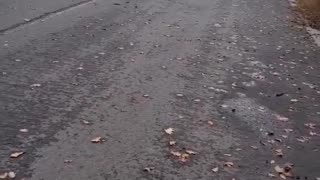 🐶🏠 Ukraine Russia War | Ukrainian Women Evacuate Animals from Kupiansk | RCF