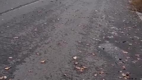 🐶🏠 Ukraine Russia War | Ukrainian Women Evacuate Animals from Kupiansk | RCF