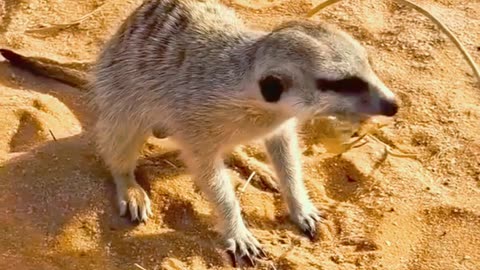 Wild meerkats (Suricata suricatta) Vs Scorpions