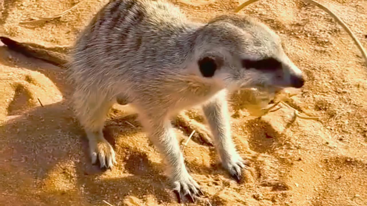Wild meerkats (Suricata suricatta) Vs Scorpions