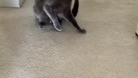 Dog's Comedy Videos 🤣 so cute videos 😍 funny videos 🤣