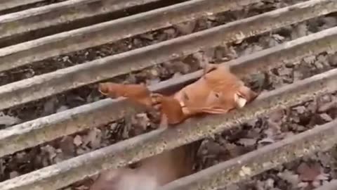 Funny Animals 2025Funny Dogs