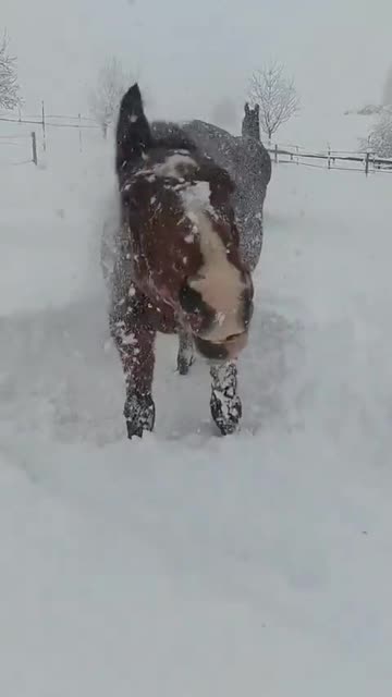 Snow horses