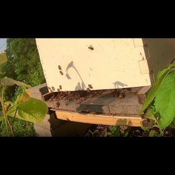 Thursday Morning Sun Up long cut