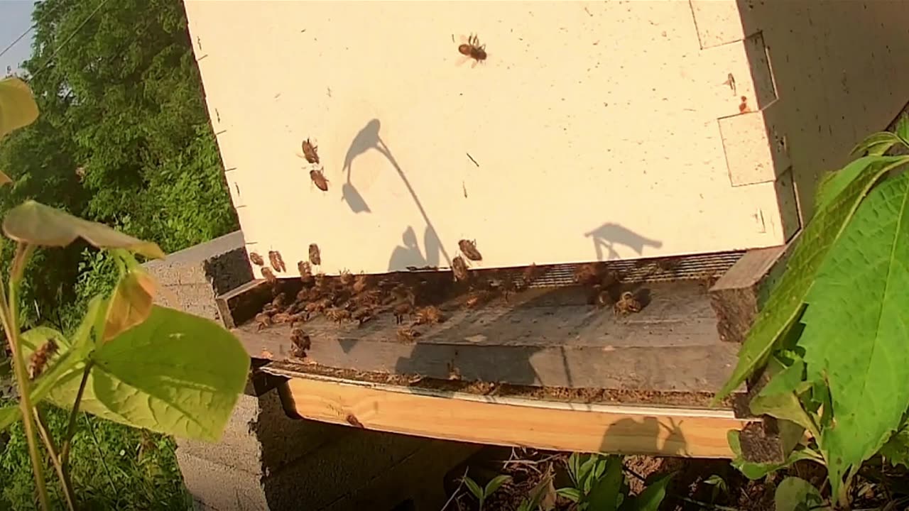 Thursday Morning Sun Up long cut