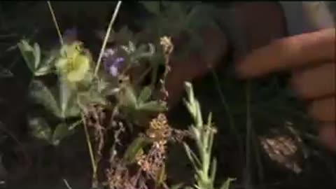 Man_vs._Wild_-_Beach_Fire(0)