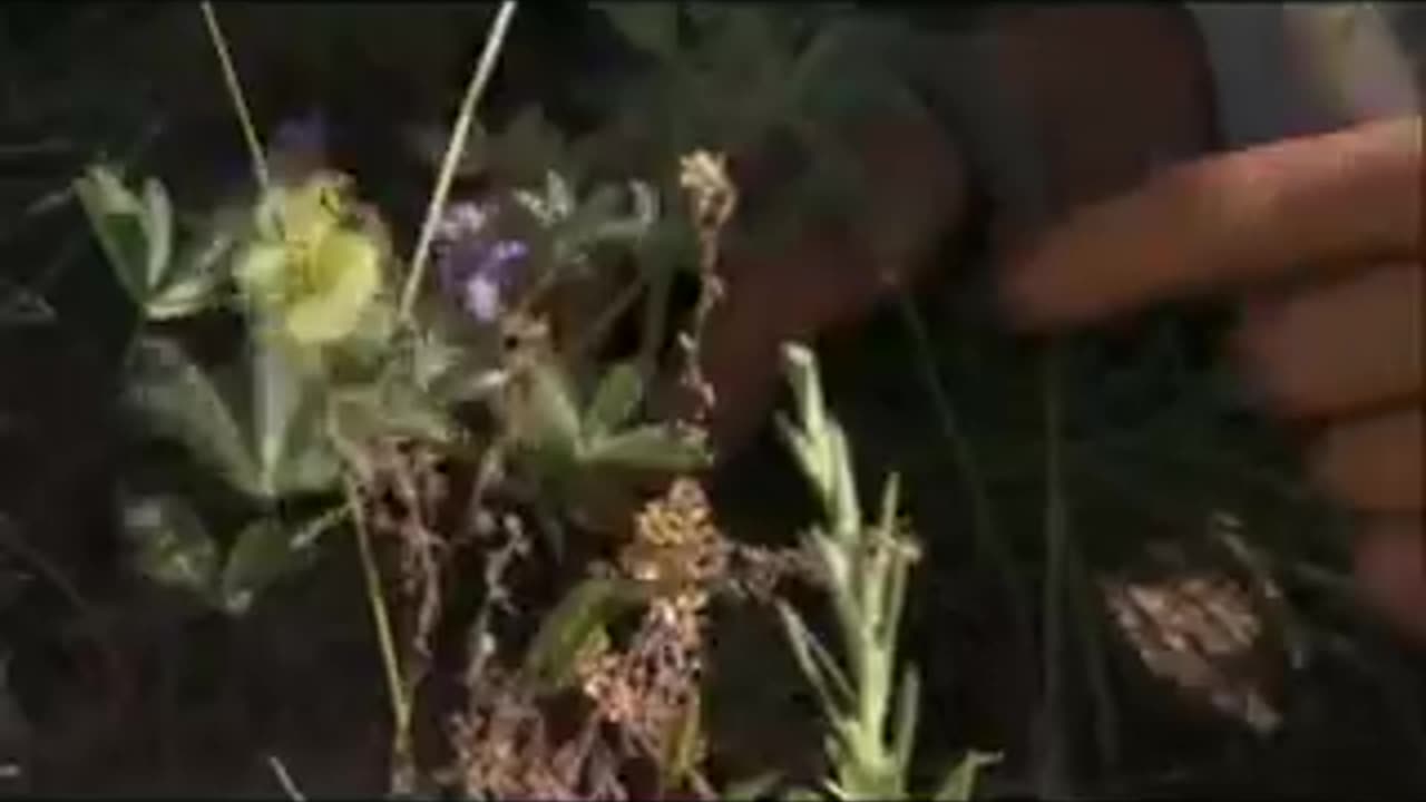 Man_vs._Wild_-_Beach_Fire(0)