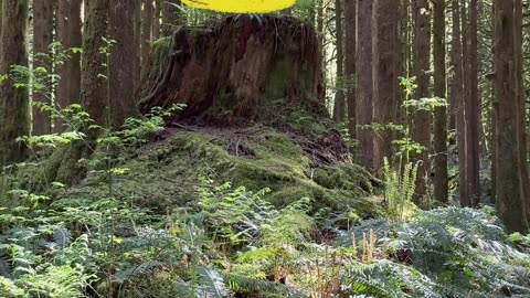 Do Nothing Challenge 314 π New Earth Creations #sustainability #treestump #meditationshorts #luv