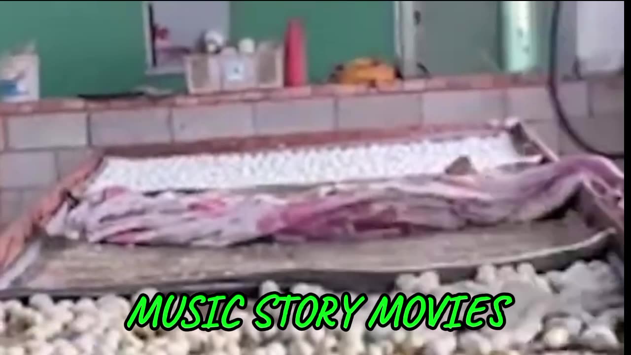 China's Duck Industry