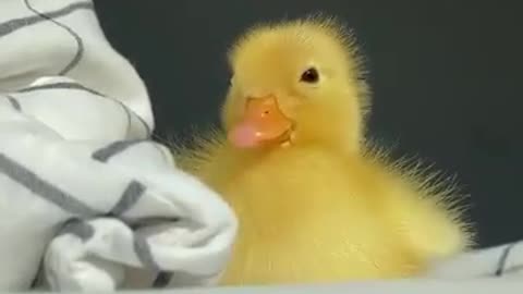 sleepy duckling 🐥😴