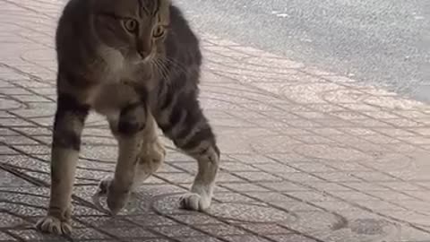 Funny Cats Fighting 😹 | Hilarious Cat Fight Compilation | Cute Cats 2025