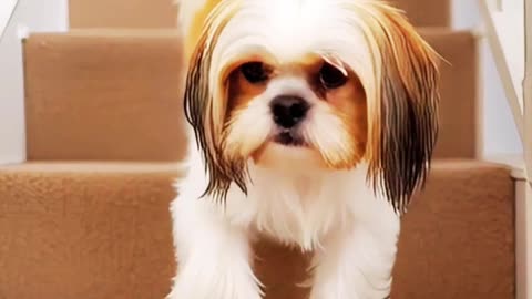 Adorable Shih Tzu Walking Up the Stairs Like a Pro #doghero #actionadventure.