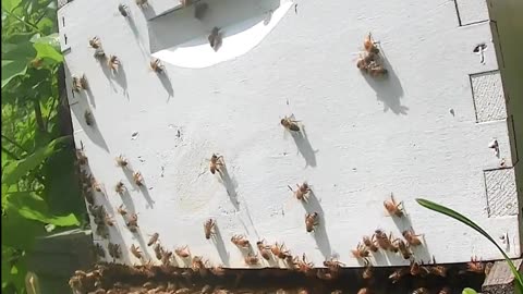 Bees on a Tuesday Morning