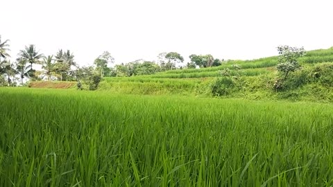 The rural natural scenary