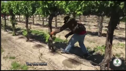 How red globe grapes are grown and handpicked — from root to harvest.