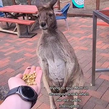 Kangaroo diaries only in Australia 🇦🇺