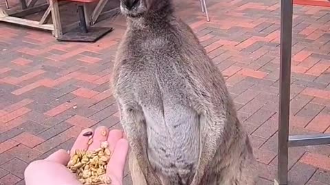 Kangaroo diaries only in Australia 🇦🇺