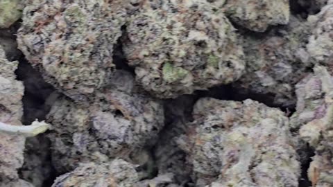 Purple Punch